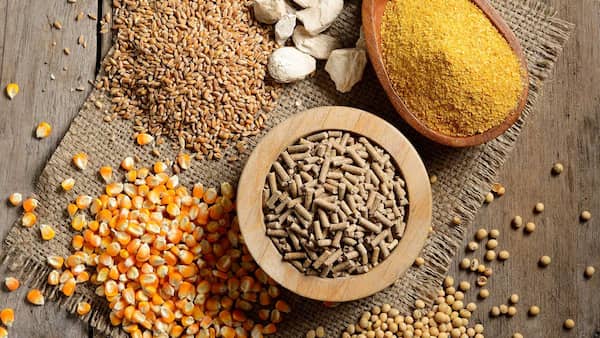 تصویر 1 از خرید مکمل دام رشد + قیمت فروش استثنایی